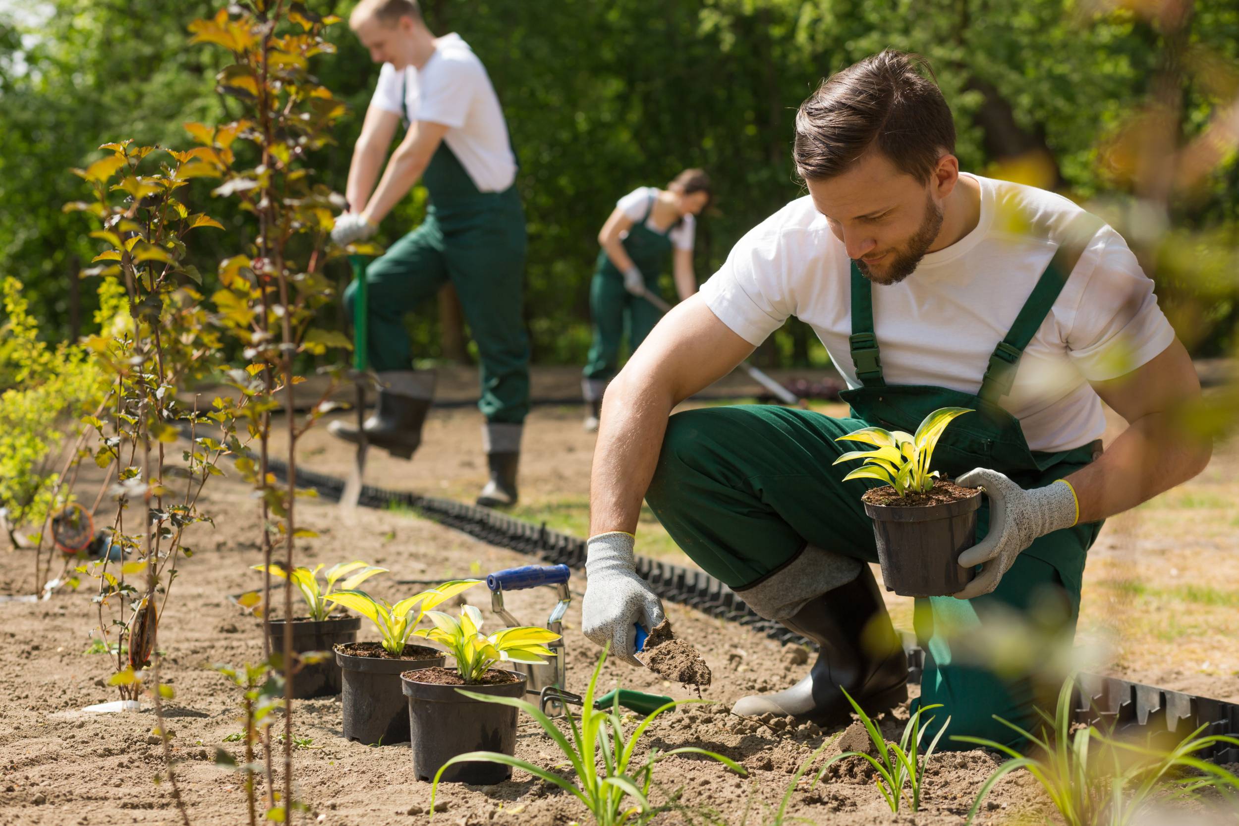 Transplanter un arbre